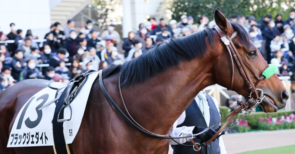 2024年12月28日中山競馬場・メイクデビュー中山2歳新馬戦のパドックでのブラックジェダイト。落ち着いた雰囲気で周回する様子が印象的な一枚