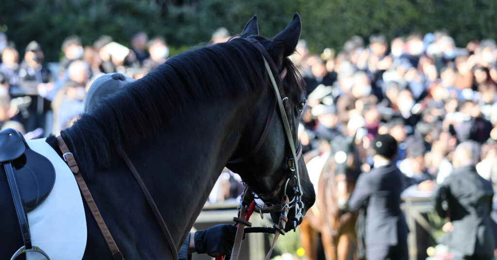パドックの賑わいの中、斜め後ろから撮られたブライトメールが観客を見つめる静かな瞬間
