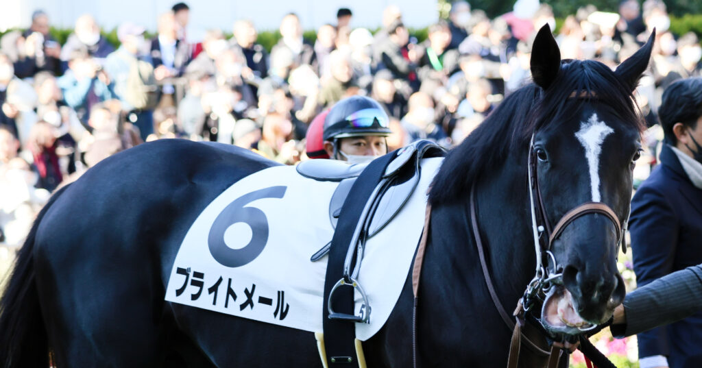 2024年12月28日中山競馬場・2歳新馬戦のパドックで落ち着いた様子を見せるブライトメールの写真