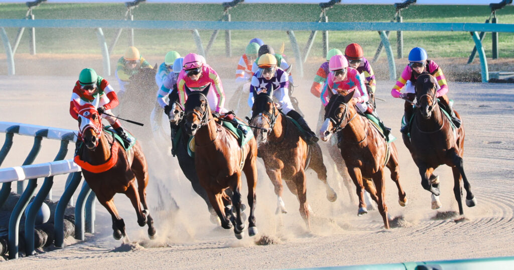 2024年12月8日中山競馬場・カペラステークス第4コーナー。前を行く2頭を追い、好位置で進出するサンライズアムール（中央）とインビンシブルパパ（大外）