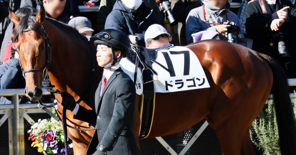 2024年12月28日中山競馬場・新馬戦のパドックで落ち着いた様子で周回する2歳馬ドラゴンの写真