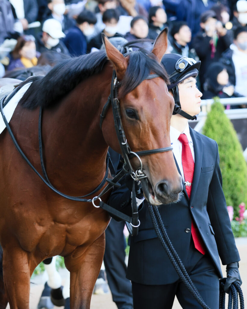 2024年12月28日中山競馬場・新馬戦のパドックで落ち着いた様子で周回する2歳馬ドラゴンの写真