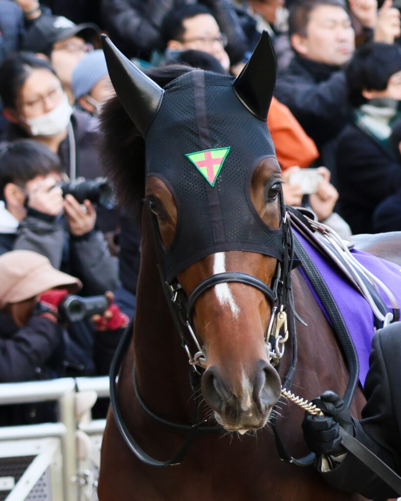 ホープフルステークス2024のパドックで正面を向くジョバンニ。つぶらな瞳が印象的な可愛いアップ写真