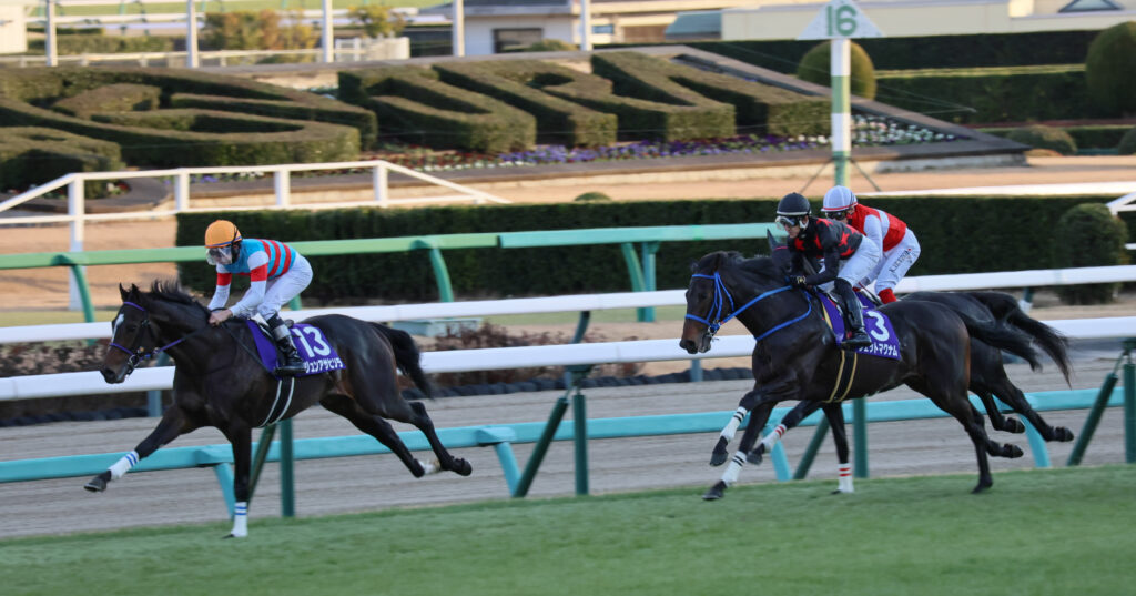 2024年ホープフルステークス、ゲートを出てそれぞれの道へ駆け出す若駒たちのスタート直後のシーン