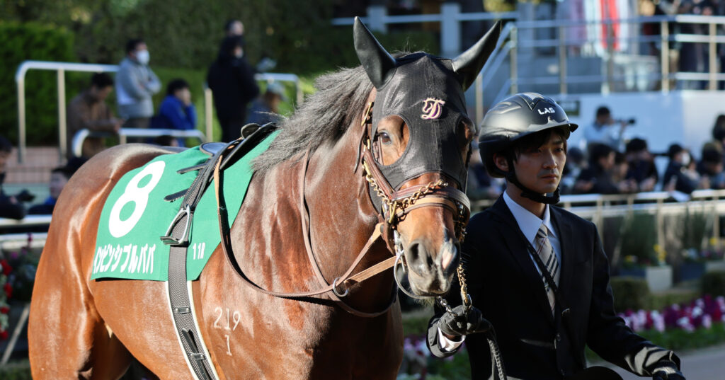 2024年12月8日カペラステークスのパドック。中山競馬場で日差しを浴びて凛々しい姿を見せるインビンシブルパパ