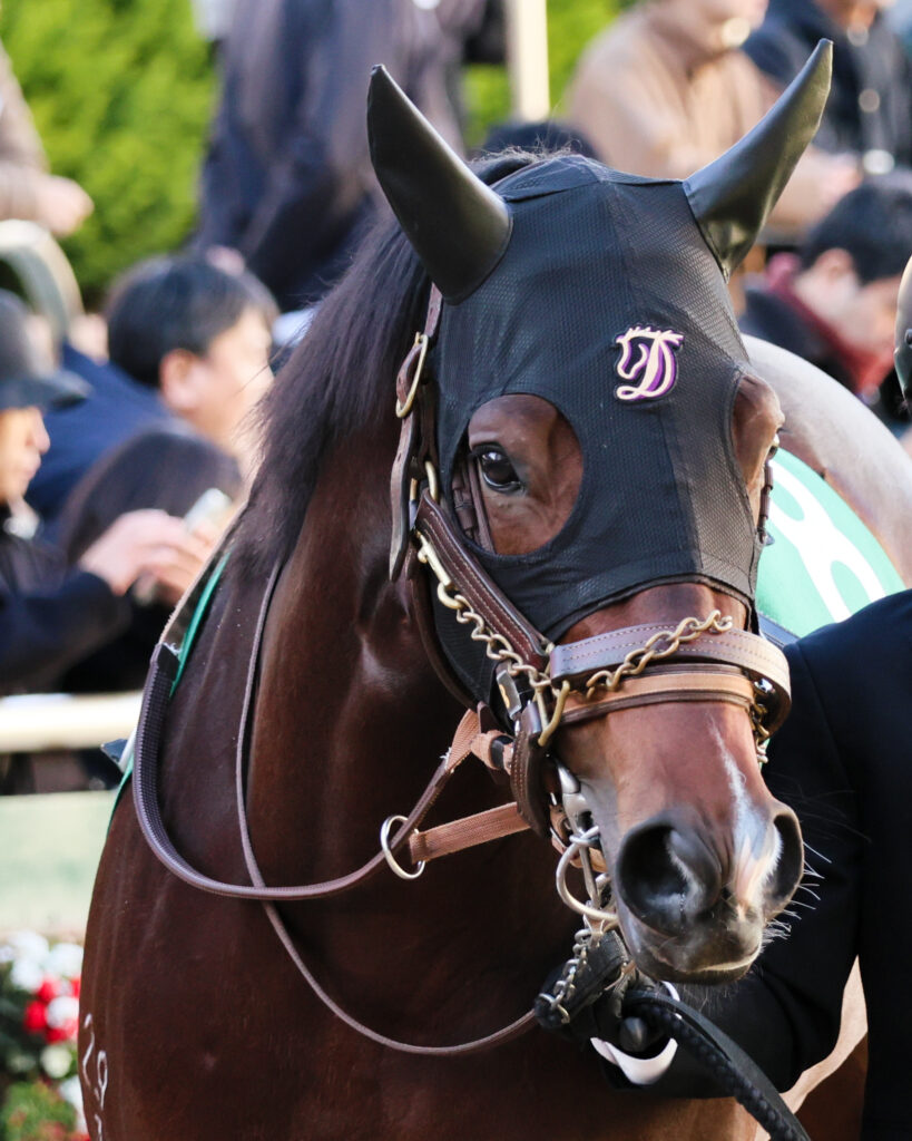 2024年12月8日中山競馬場・カペラステークスのパドックで撮影された、鋭い眼差しのインビンシブルパパの写真