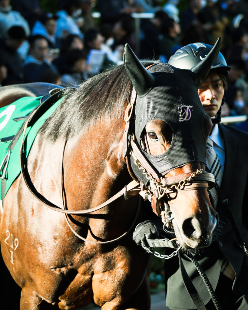 2024年12月8日カペラステークスのパドック。中山競馬場で日差しを浴びて凛々しい姿を見せるインビンシブルパパ