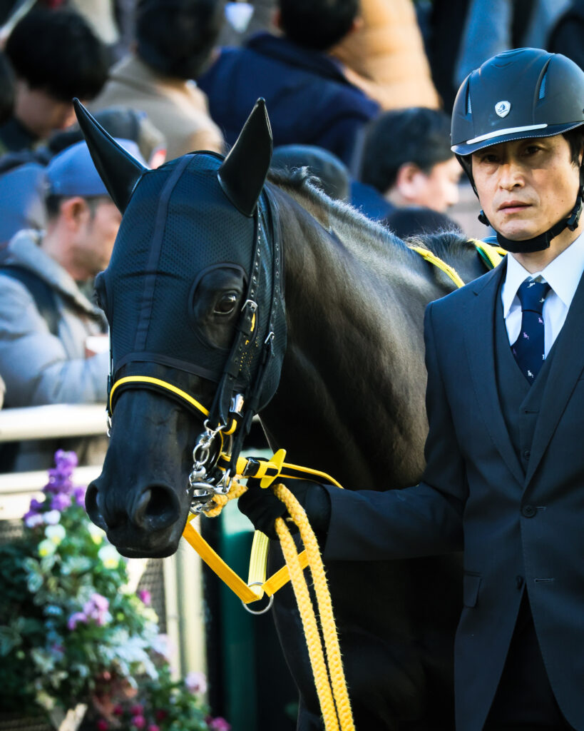 2024年12月8日中山競馬場・カペラステークスのパドックを堂々と周回するクロジシジョーの姿