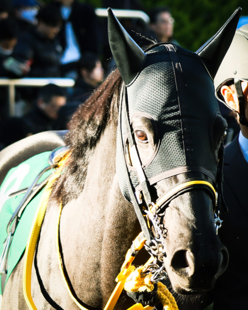 2024年12月8日中山競馬場・カペラステークスのパドックを堂々と周回するクロジシジョーの姿