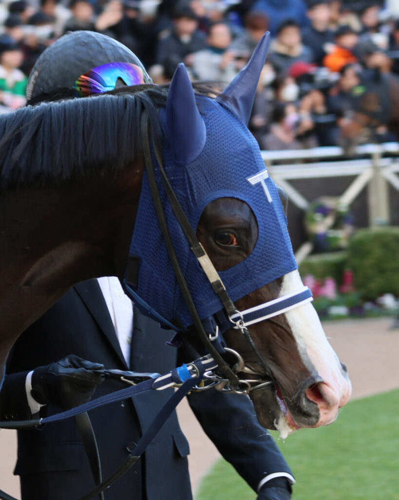 2024年ホープフルステークスのパドックで撮影されたマスカレードボールの顔のアップ写真。落ち着いた表情で歩く姿が印象的（中山競馬場）