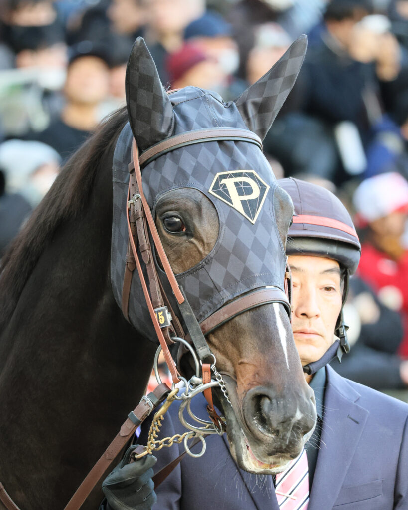 ホープフルステークスのパドックで厩舎関係者に引かれながら進むピコチャンブラック。右目に宿る力強いまなざしが印象的な顔のアップ（2024年12月28日・中山競馬場）