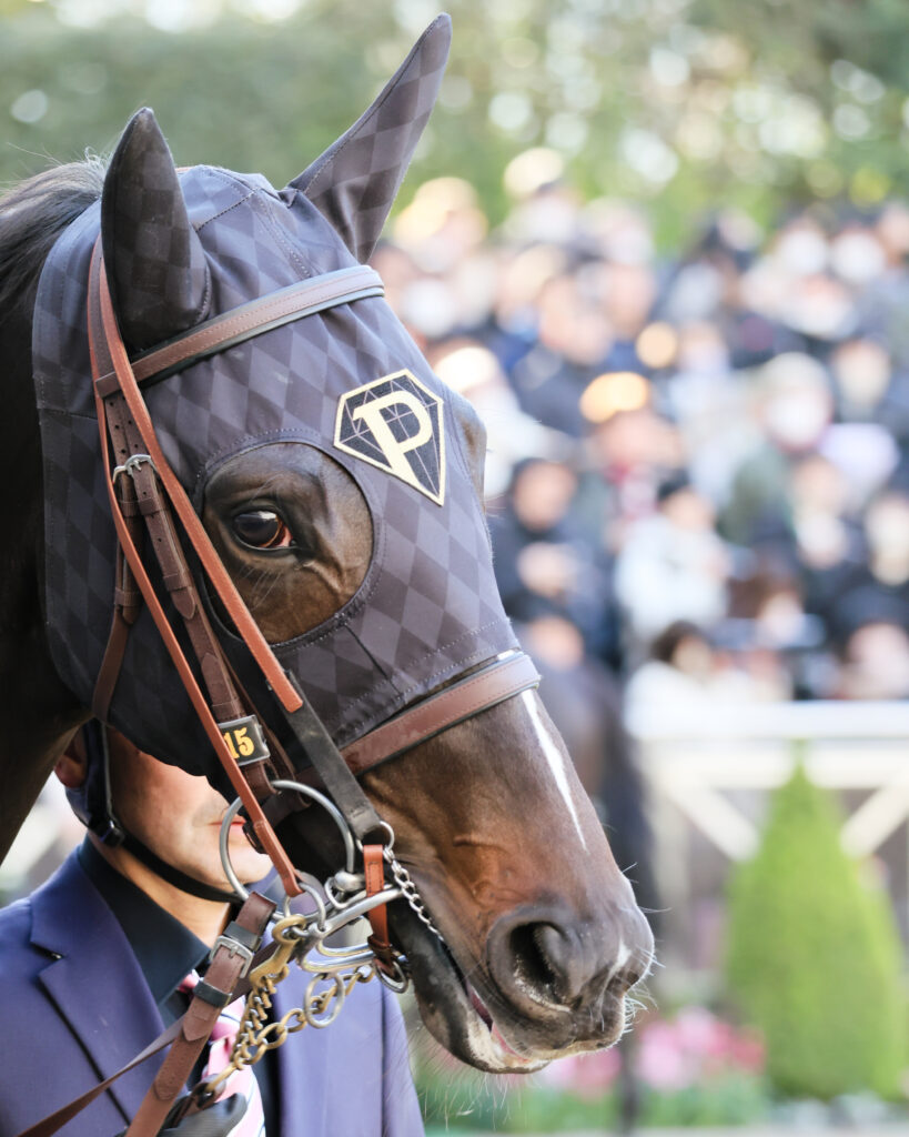 ホープフルステークスのパドックで厩舎関係者に引かれながら進むピコチャンブラック。右目に宿る力強いまなざしが印象的な顔のアップ（2024年12月28日・中山競馬場）