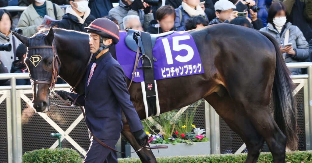 冬の陽を浴びながら、関係者と心通わせるように歩くピコチャンブラック。堂々たる姿に未来を感じるパドックシーン