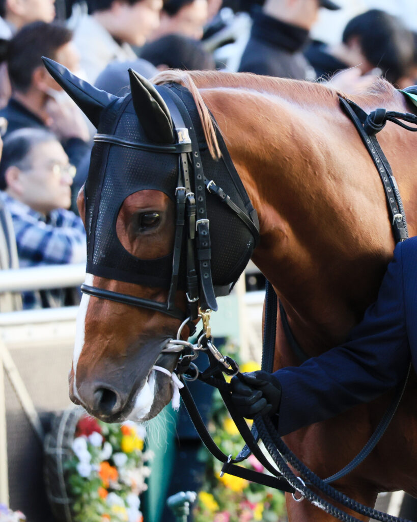 2024年12月8日中山競馬場・カペラステークスのパドックで、闘志みなぎる表情を見せるサンライズアムール