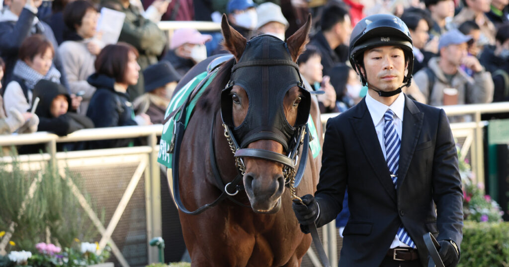 2024年12月8日中山競馬場・カペラステークスのパドックで、厩舎関係者に引かれて正面から撮影されたスズカコテキタイの写真