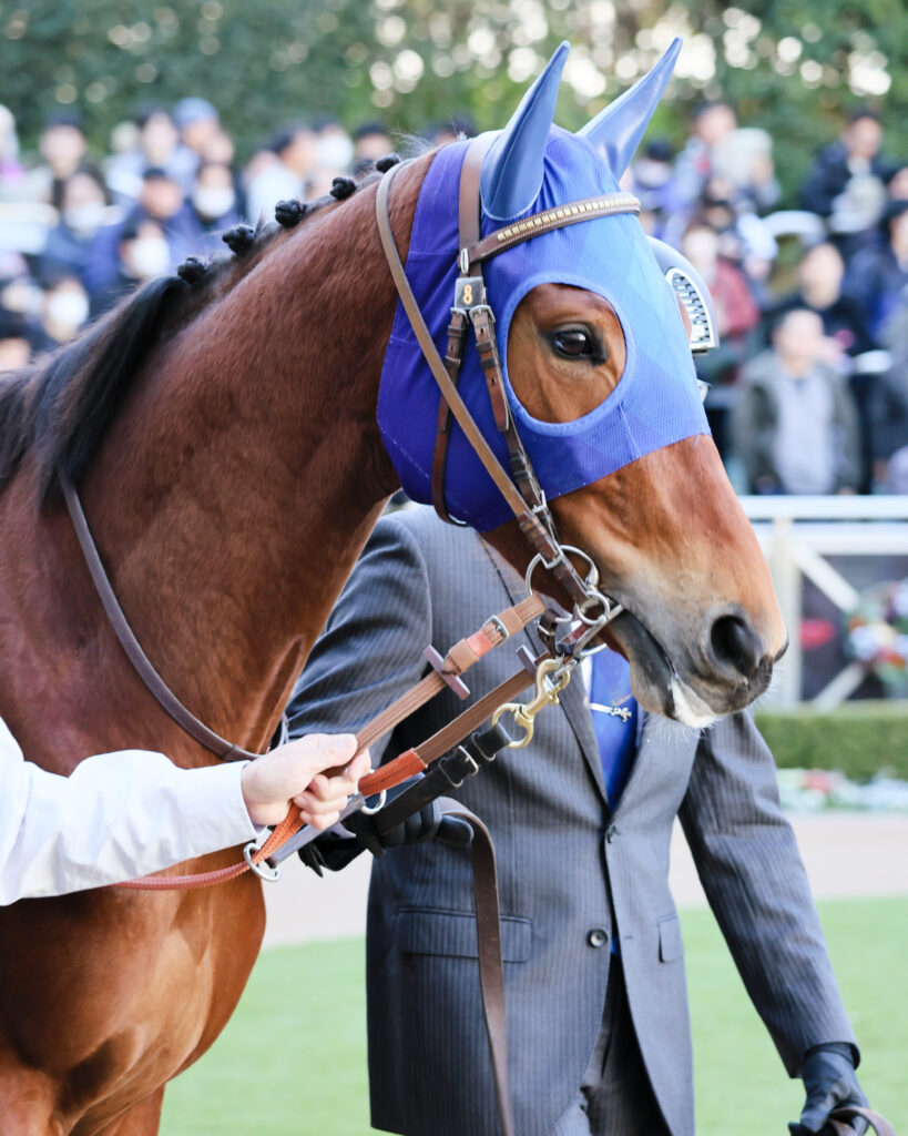 2024年12月28日中山競馬場・新馬戦のパドックで落ち着いた表情を見せるフェルヴァーラの姿