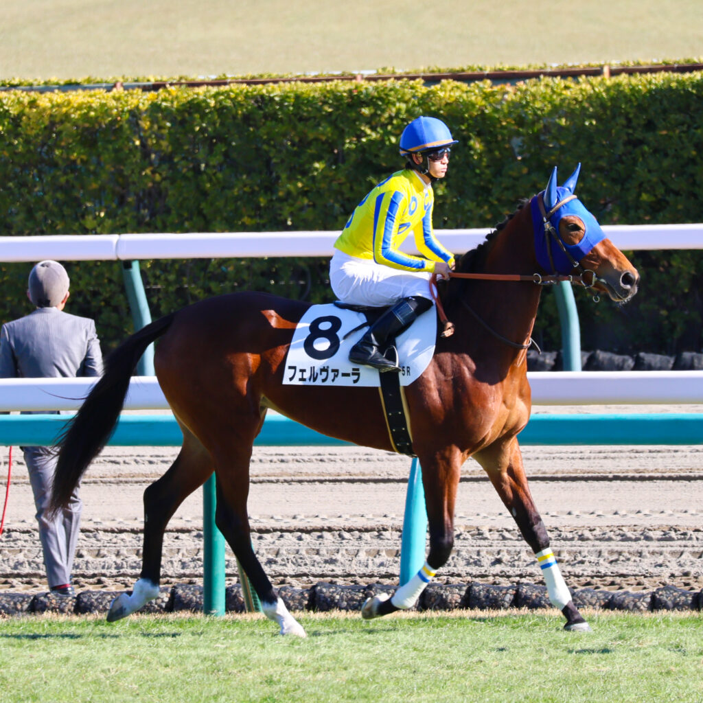 デビューの舞台へと歩みを進めるフェルヴァーラと菅原明良騎手、本馬場入場の凛とした一枚