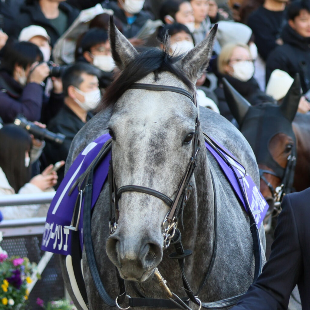 ホープフルステークスのパドックを歩くヤマニンブークリエ。あどけない表情を見せるかわいい一枚（2024年12月28日・中山競馬場）