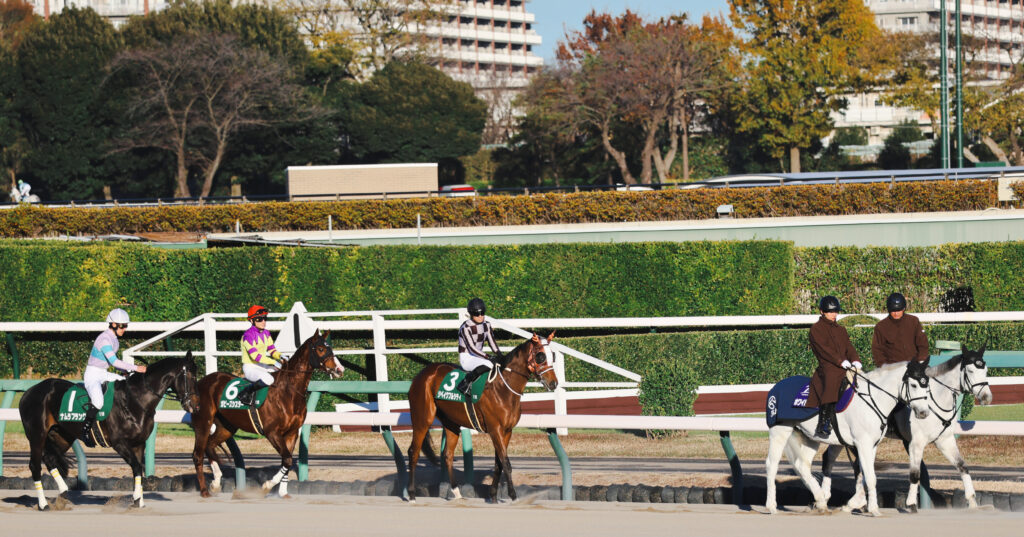 2024年12月8日中山競馬場で行われたカペラステークスの本馬場入場