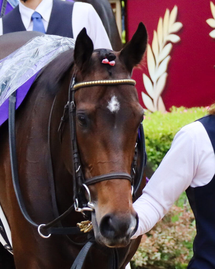 2023年5月14日東京競馬場・ヴィクトリアマイルのパドックで撮影されたロータスランドの顔のアップ。前髪に結んだリボンが可愛らしい一枚
