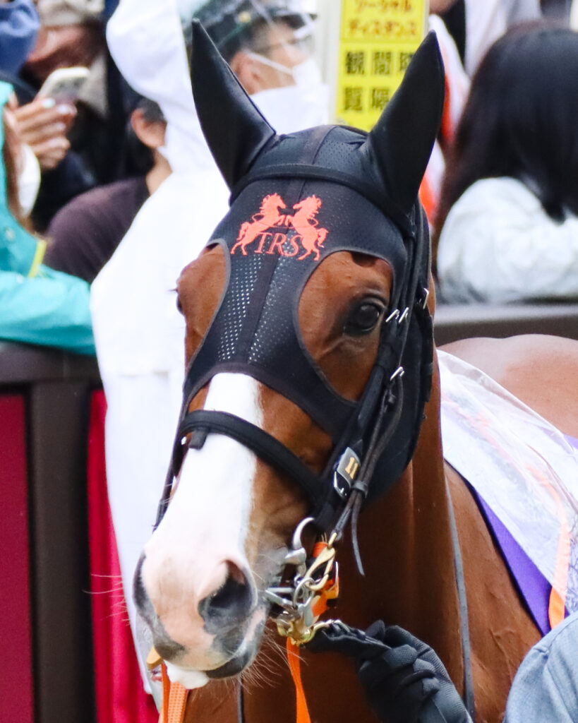 2023年5月14日東京競馬場・ヴィクトリアマイルのパドックで撮影したナミュールの顔のアップ。凛としたまなざしが印象的