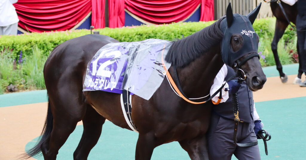 2023年5月14日東京競馬場・ヴィクトリアマイルのパドックで、可愛らしい表情を見せるナムラクレアの姿