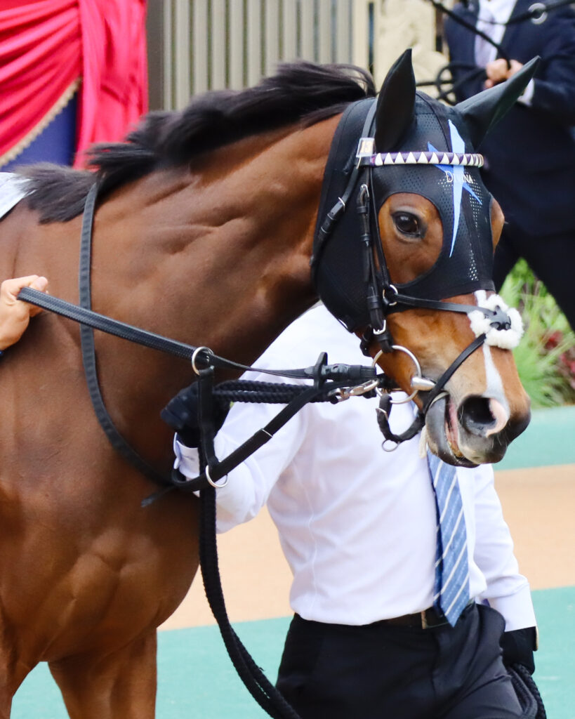 2023年5月14日ヴィクトリアマイルのパドックで、クリクリとした可愛い瞳が印象的なディヴィーナ