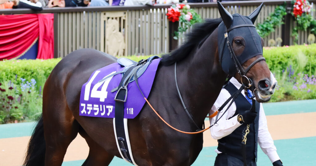 2023年5月14日東京競馬場・ヴィクトリアマイルのパドックで、落ち着いた表情で周回するステラリア