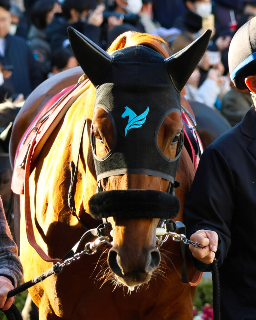 2025年1月26日、中山競馬場で行われたAJCC（アメリカジョッキークラブカップ）のパドックで撮影されたダノンデサイルの写真。陰影が際立つ正面からの表情と、ダービー馬らしい力強い眼差しが印象的な一枚