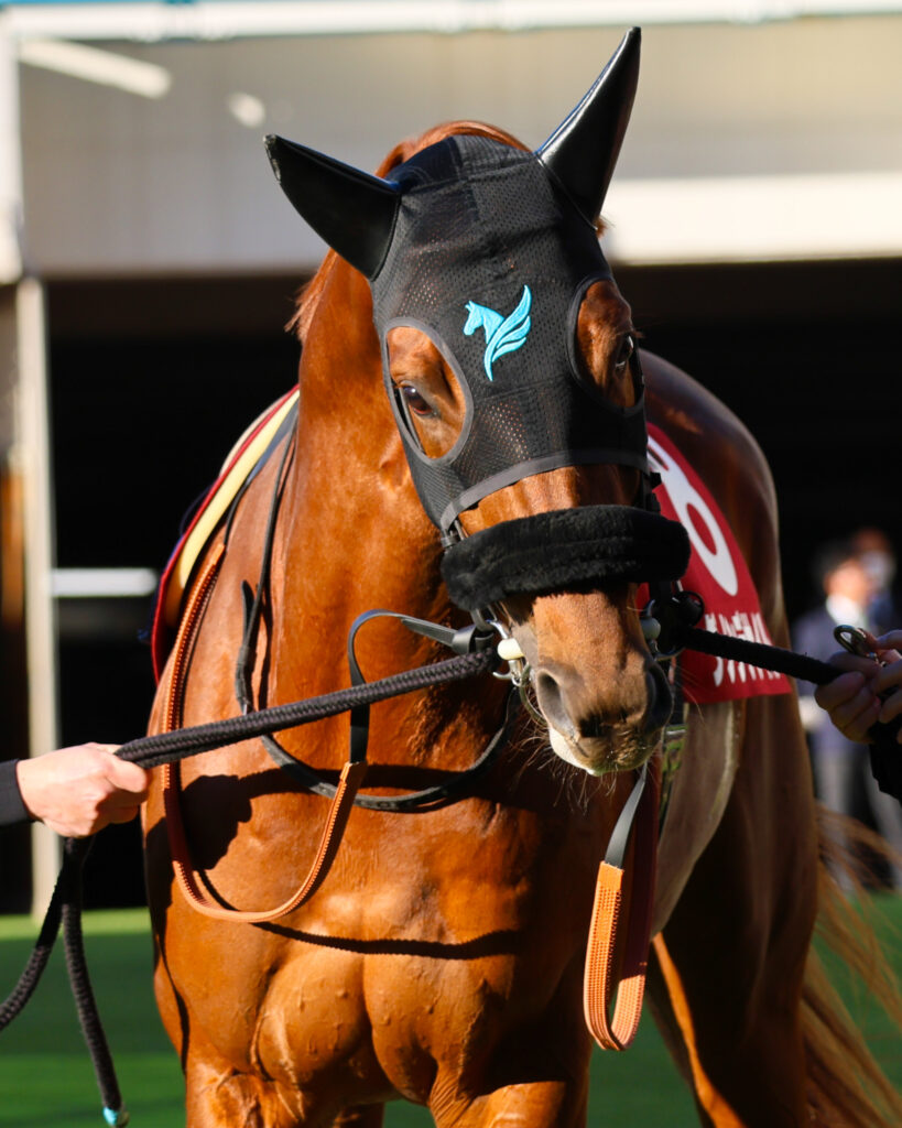 AJCCのパドックで、堂々とした歩様を見せるダノンデサイル。2025年1月26日、中山競馬場で見せた落ち着きと成長の気配が漂う注目馬の姿