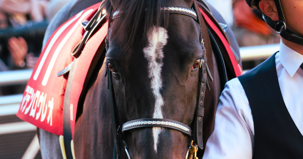 2025年1月26日、中山競馬場で行われたAJCC（アメリカジョッキークラブカップ）のパドックで撮影されたマテンロウレオの写真。正面から捉えた澄んだ瞳が印象的な目元のアップ