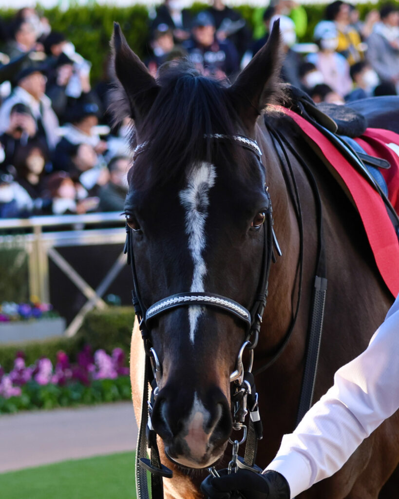 2025年1月26日、中山競馬場で行われたアメリカジョッキークラブカップのパドックで撮影されたマテンロウレオの写真。どこか子供っぽさが残る、かわいらしい表情が印象的な一枚