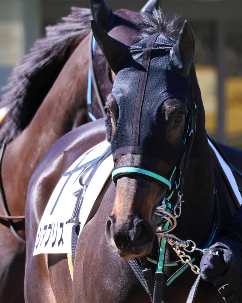 2025年2月23日東京競馬場の4歳以上1勝クラス、パドックで落ち着いた様子を見せながら周回する出資馬シアブリスの姿