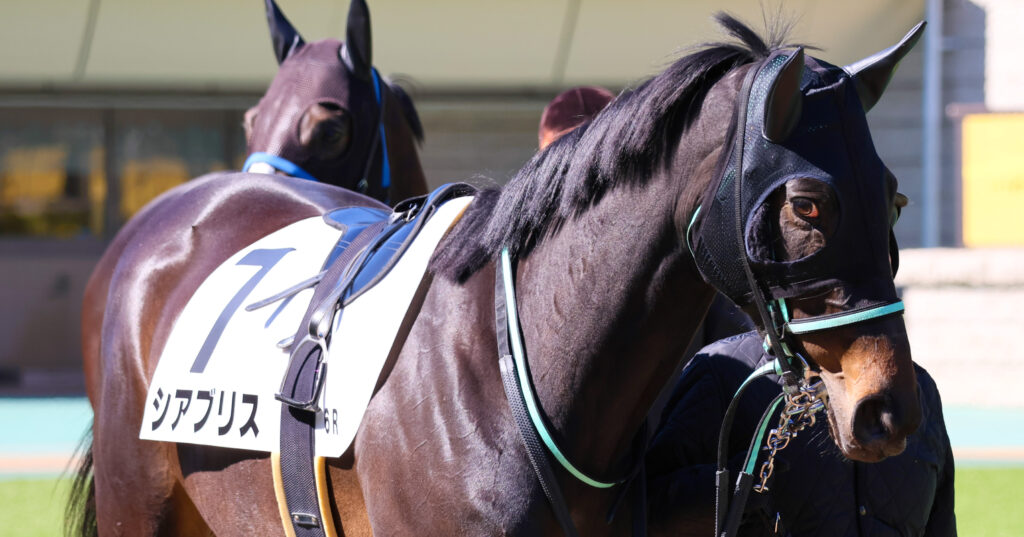 2025年2月23日東京競馬場の4歳以上1勝クラス、パドックで落ち着いた様子を見せながら周回する出資馬シアブリスの姿