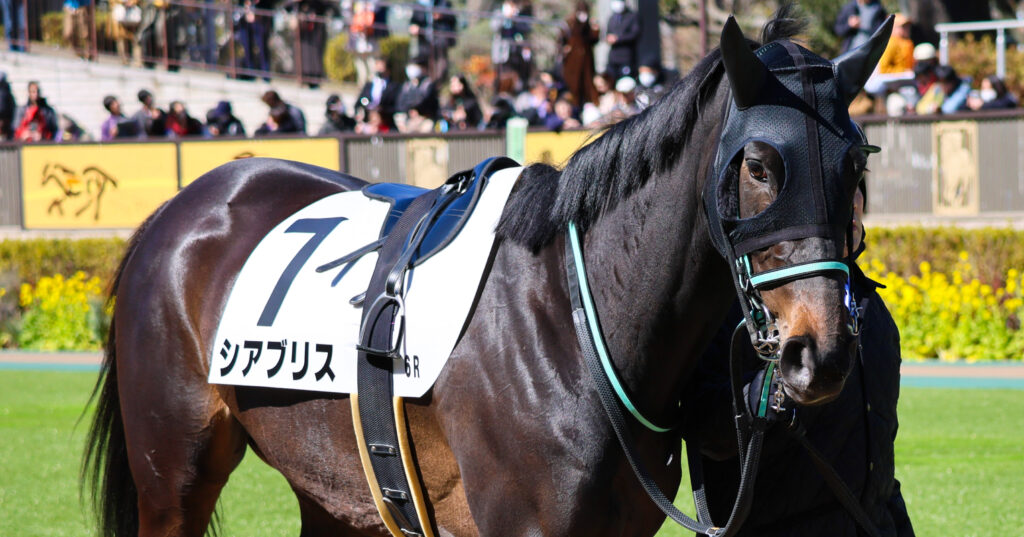 2025年2月23日東京競馬場の4歳以上1勝クラス、パドックで落ち着いた様子を見せながら周回する出資馬シアブリスの姿