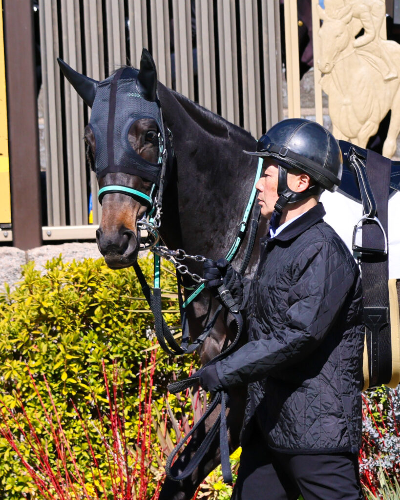 2025年2月23日東京競馬場の4歳以上1勝クラス、パドックで落ち着いた様子を見せながら周回する出資馬シアブリスの姿