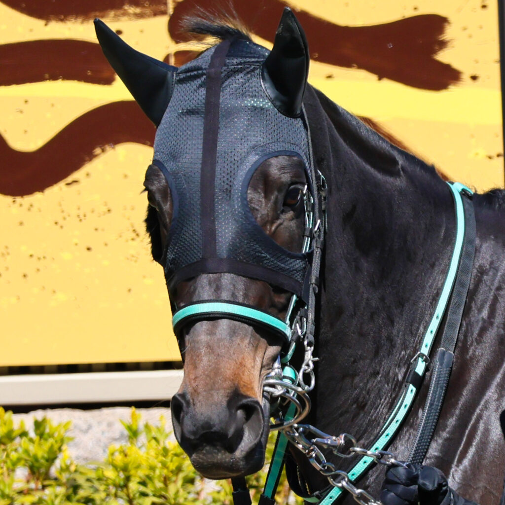 2025年2月23日東京競馬場の4歳以上1勝クラス、パドックで落ち着いた様子を見せながら周回する出資馬シアブリスの姿