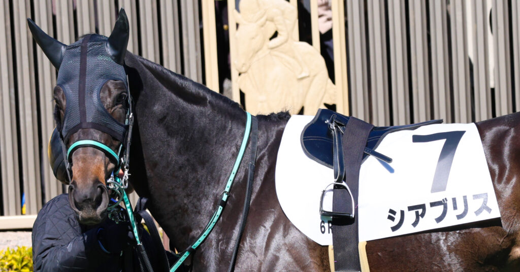 2025年2月23日東京競馬場の4歳以上1勝クラス、パドックで落ち着いた様子を見せながら周回する出資馬シアブリスの姿