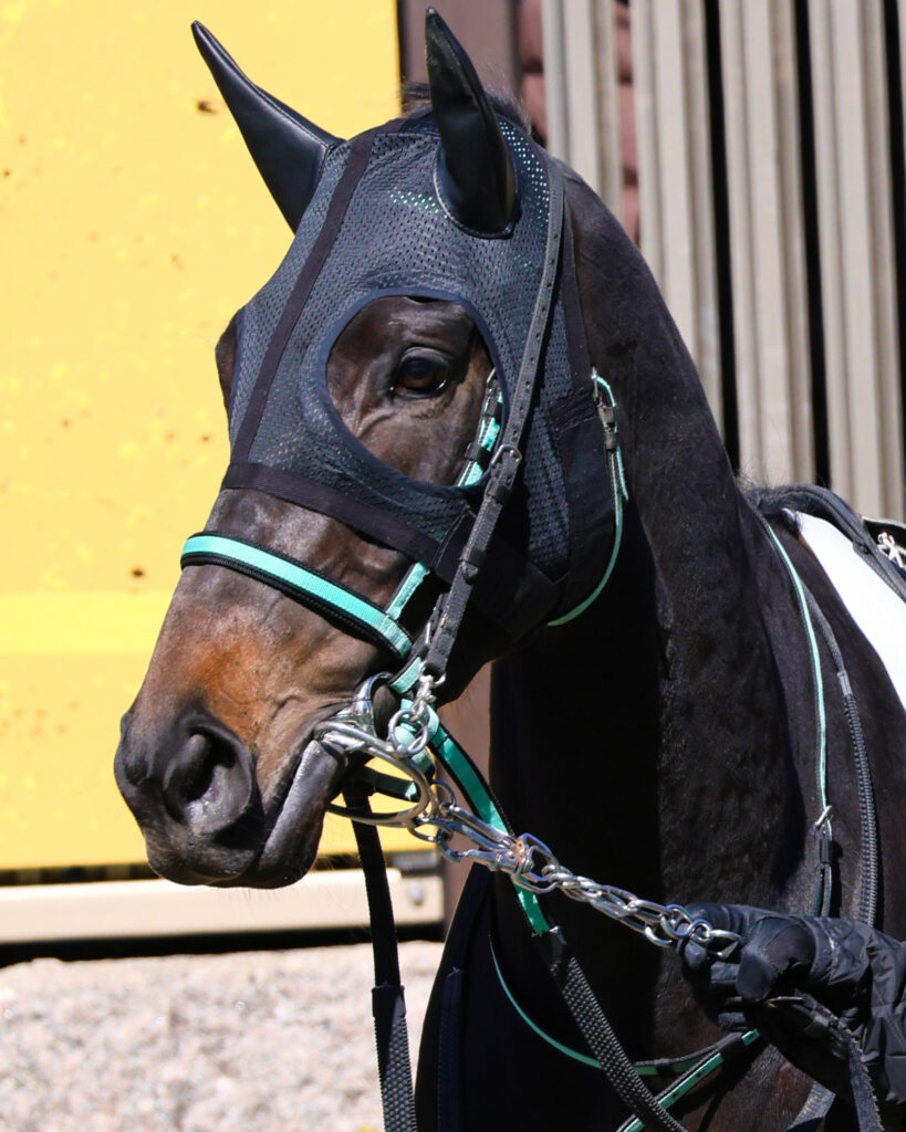2025年2月23日東京競馬場の4歳以上1勝クラス、パドックで落ち着いた様子を見せながら周回する出資馬シアブリスの姿