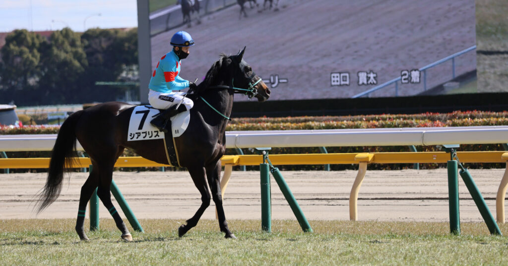 2025年2月23日東京競馬場の4歳以上1勝クラス、返し馬で石川裕紀人騎手騎乗の出資馬シアブリスがレースに向けて集中する姿