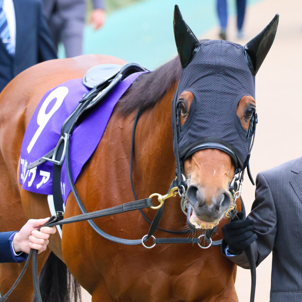 2025年2月23日、東京競馬場で行われたフェブラリーステークスのパドックで撮影されたコスタノヴァの写真。きゅるんとした瞳でこちらを見つめる愛らしい表情が印象的な一枚