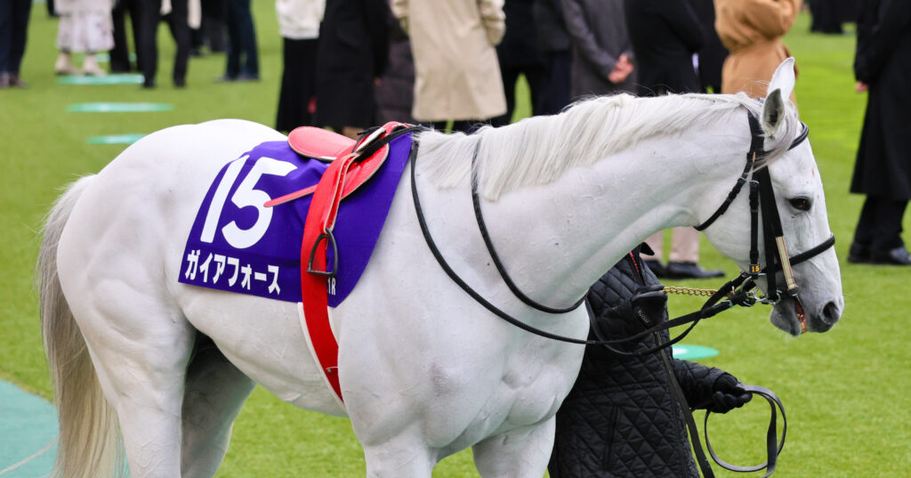 2025年2月23日、東京競馬場で行われたフェブラリーステークスのパドックで撮影されたガイアフォースの写真。落ち着いた周回が印象的な一枚