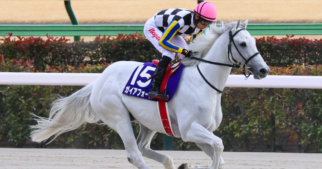 2025年2月23日、東京競馬場で行われたフェブラリーステークスのレース前、返し馬を行うガイアフォースの写真。長岡禎仁騎手を背に、落ち着いた様子で本馬場を進む姿が印象的な一枚