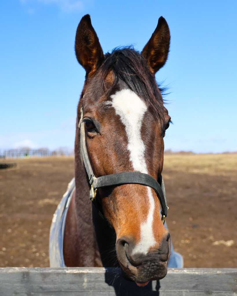 2025年3月、Yogiboヴェルサイユリゾートファームの放牧地で撮影されたグランドリビエールの写真。牧柵の上に顔を上げてこちらを見るその表情には、引退馬とは思えないあどけなさが残る