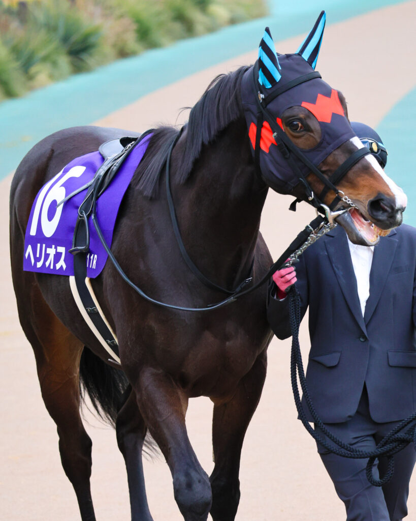 2025年2月23日、東京競馬場で行われたフェブラリーステークスのパドックで撮影されたヘリオスの写真。ベテランらしい落ち着きと貫禄を見せながら周回する姿が印象的な一枚