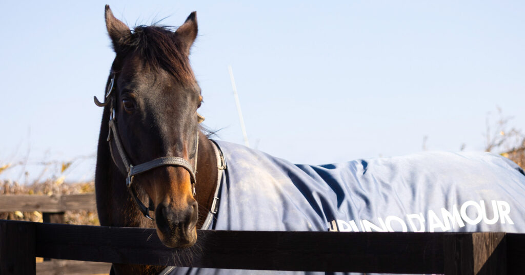 2025年3月撮影、Yogiboヴェルサイユリゾートファームの放牧地で、じっとこちらを見つめるヒルノダムールの物静かで力強い眼差しが印象的な写真