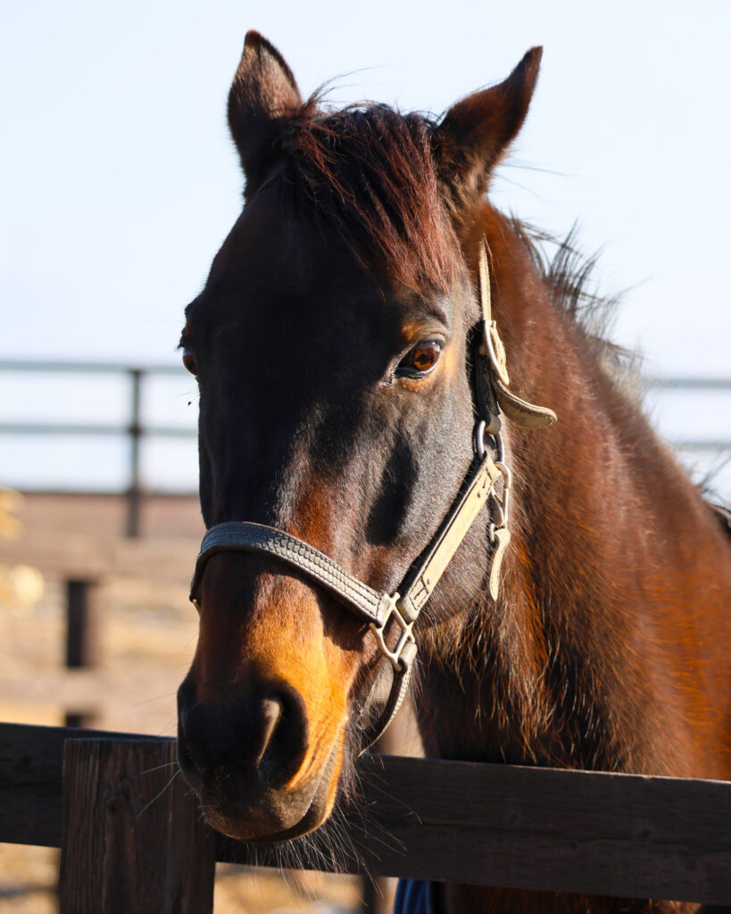 2025年3月、Yogiboヴェルサイユリゾートファームの放牧地で撮影されたヒルノダムールの写真。陰影のコントラストが美しく、名馬の風格を感じさせる格好いい一枚