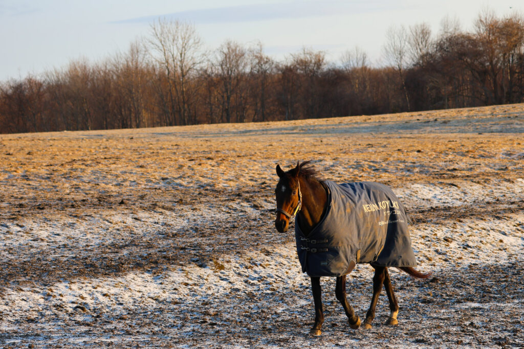 2025年3月、Yogiboヴェルサイユリゾートファームの放牧地で、朝焼けの光の中を草を探して静かに歩くケイウンコユキの美しい一枚