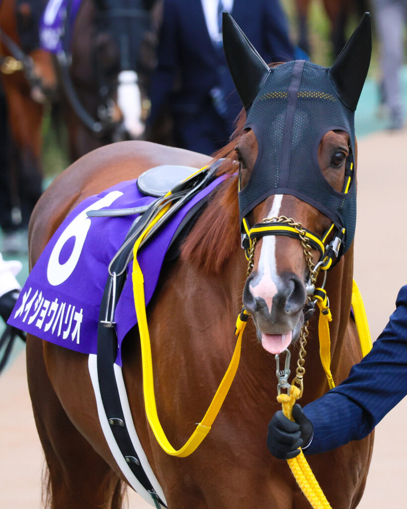 2025年撮影、東京競馬場で行われたフェブラリーステークスのパドックで、つぶらな瞳でこちらを見つめるメイショウハリオの可愛らしい表情を捉えた一枚