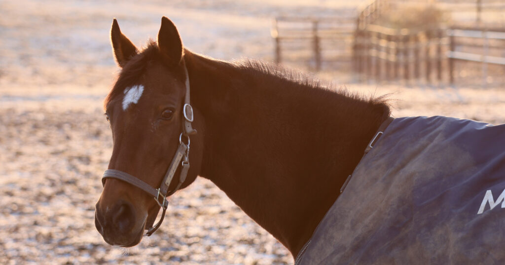 2025年3月撮影、Yogiboヴェルサイユリゾートファームの放牧地で、朝焼けの中こちらを振り返るミスペンバリーの姿が印象的な、宿泊者限定の特別な風景